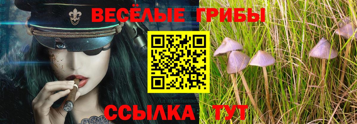 Галлюциногенные грибы Cubensis Сальск
